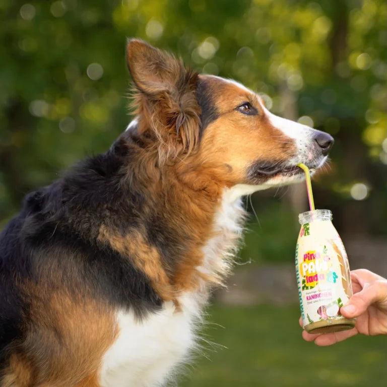 SMOOTHIE DOG - Pasji Smoothie – Pina PawLada - kunec (poletna kolekcija)