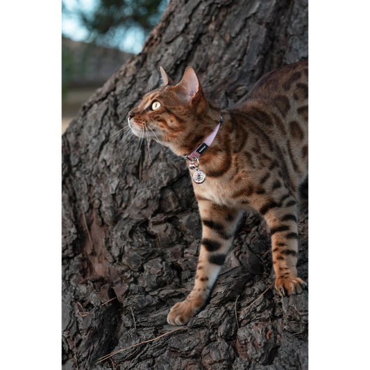 RedDingo Mačja ovratnica Rdeča