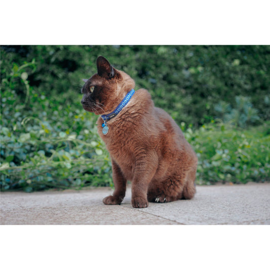 RedDingo Mačja ovratnica FISHBONE Modra