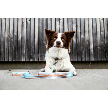 Pawdventure POVODEC Chasing Sunsets