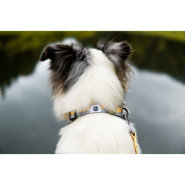 Pawdventure OVRATNICA On Top of the World