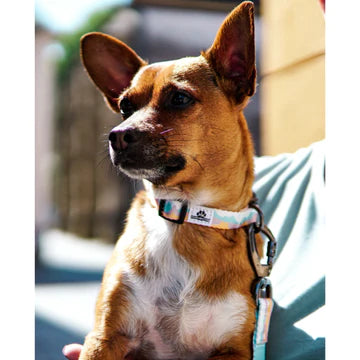 Pawdventure OVRATNICA Chasing Sunsets