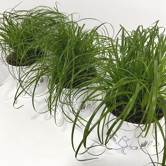 Trava za mačke (Cyperus ‘Zumula’)