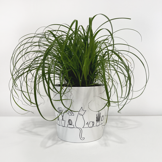 Okrasni lonček CatView - ZA MAČJO TRAVO