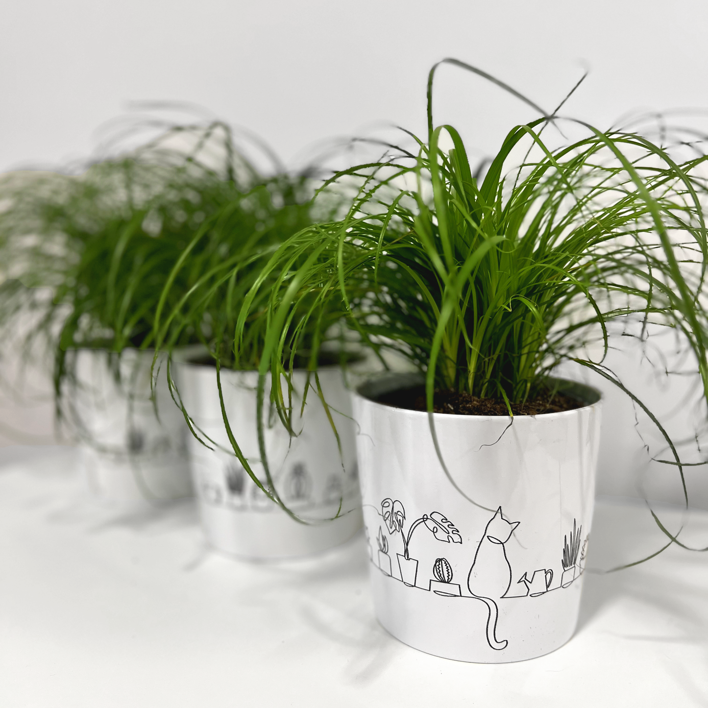 Trava za mačke (Cyperus ‘Zumula’)