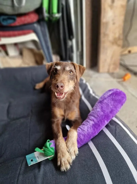 Zippy paws Jigglerz jajčevec