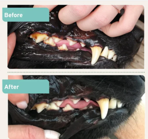 AniForte® Denta Clean & Care prah 80g