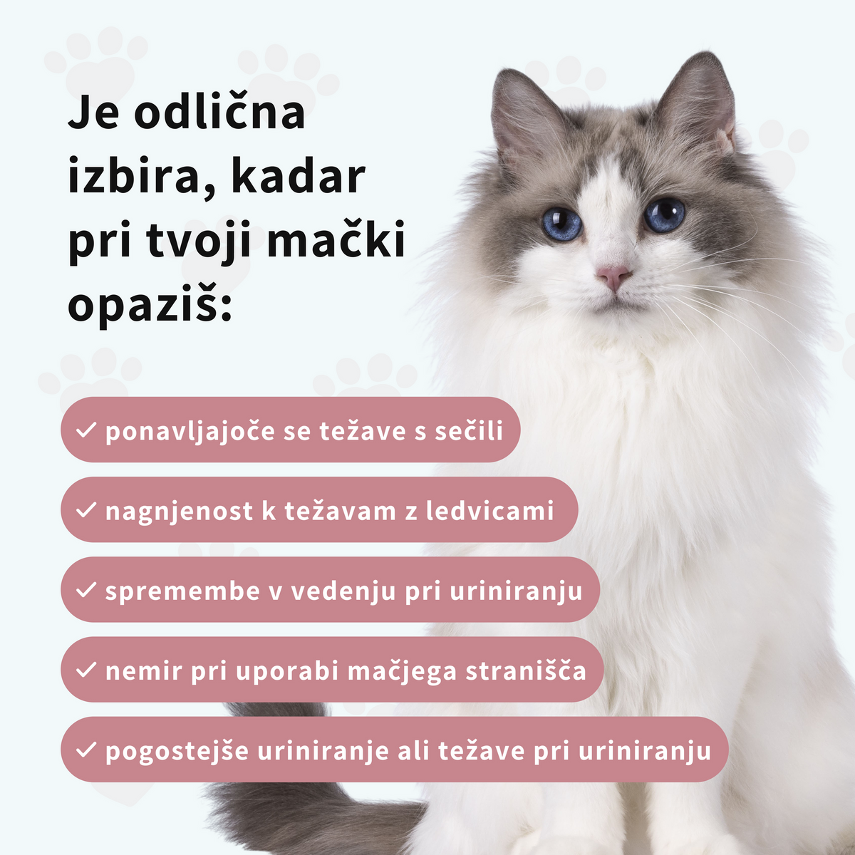 Prehransko dopolnilo za ledvice in sečila mačk
