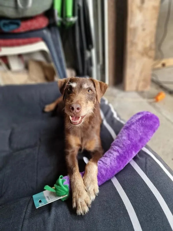 Zippy paws Jigglerz jajčevec