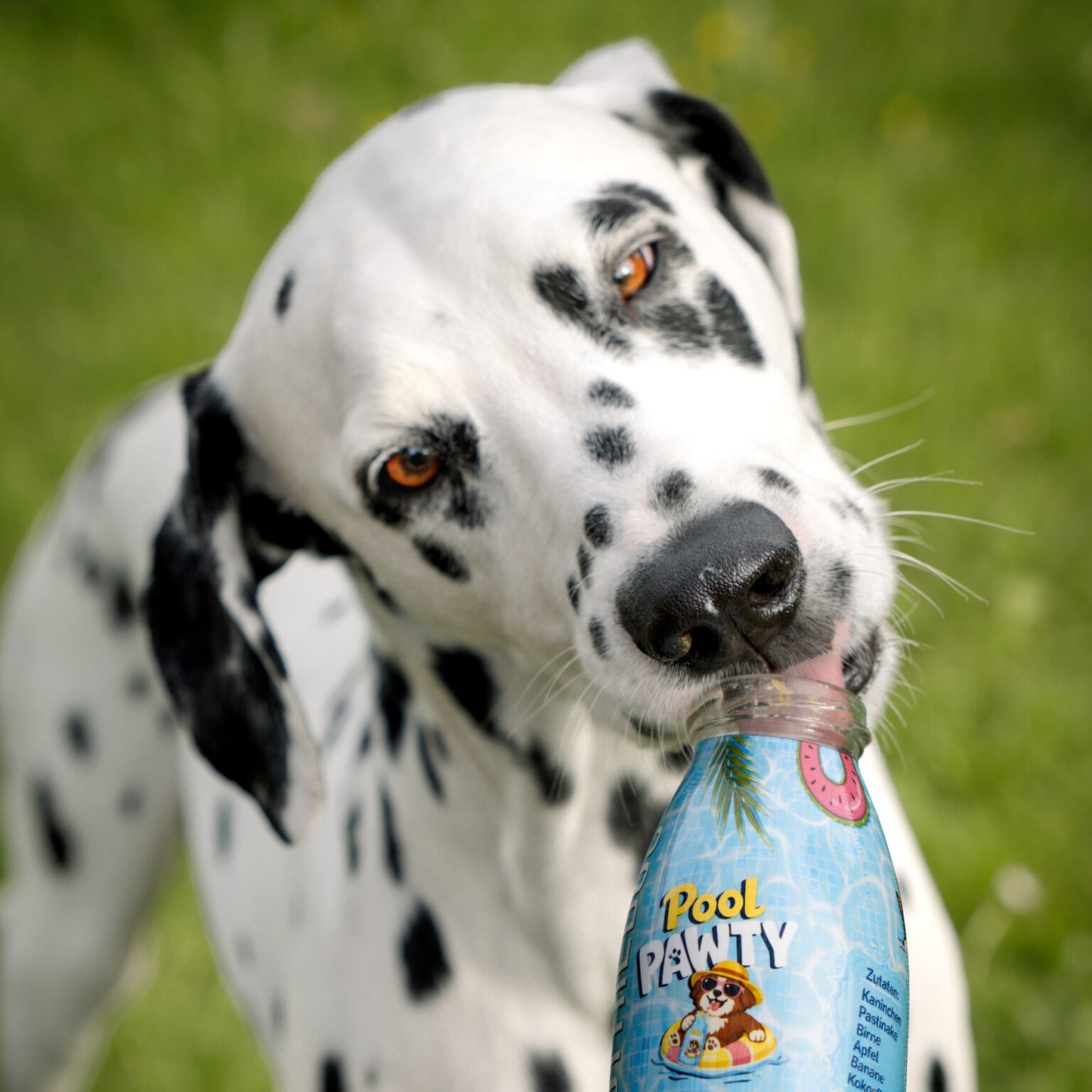 Pasji Smoothie – Pool Pawty (poletna kolekcija)
