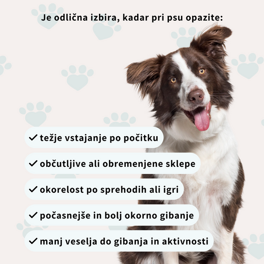 Prehransko dopolnilo za sklepe in kosti psov - v obliki priboljškov